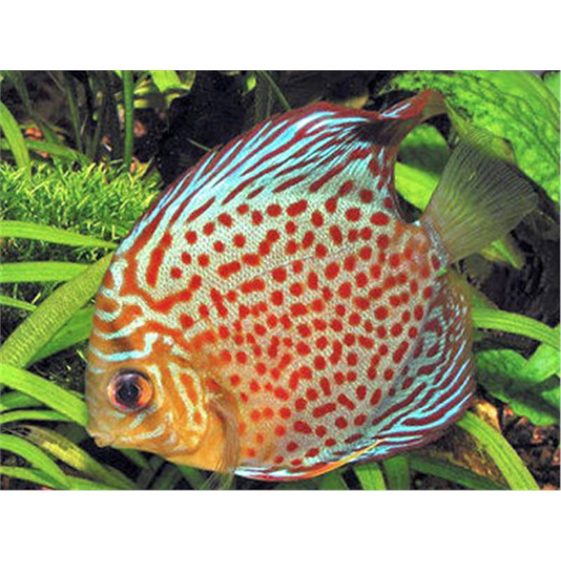 Symphysodon leopard - imagine 4